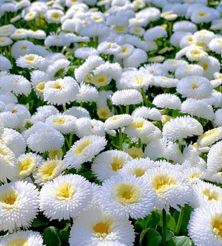 Маргаритка многолетняя Bellis perennis