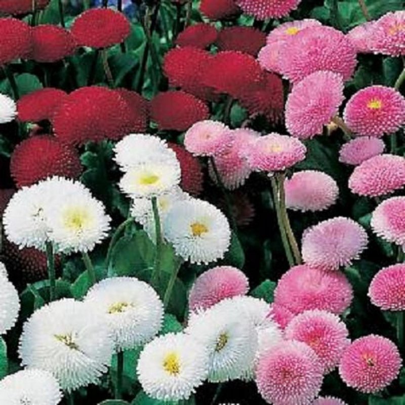 Маргаритка многолетняя Tasso Red