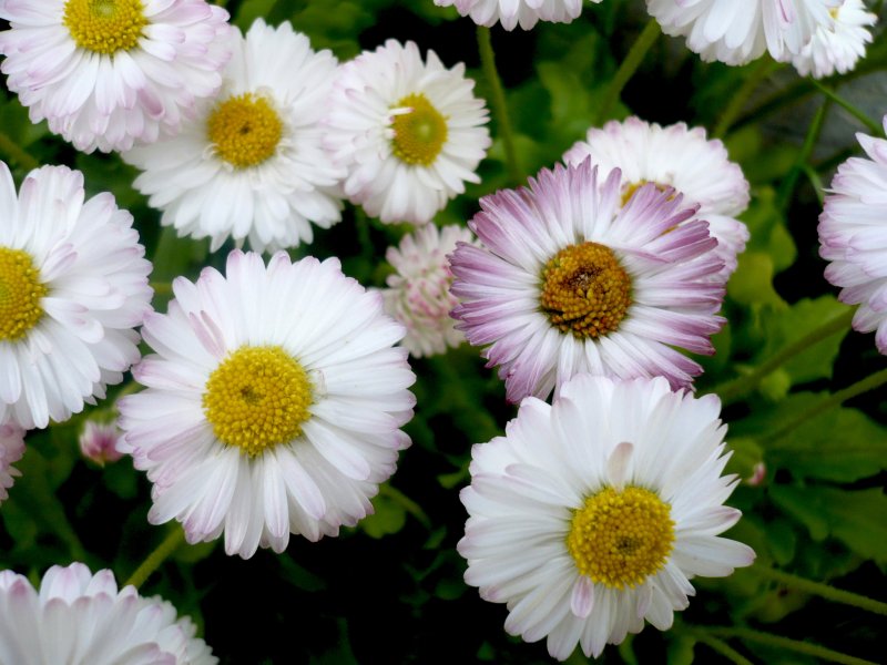 Маргаритка Bellis perennis