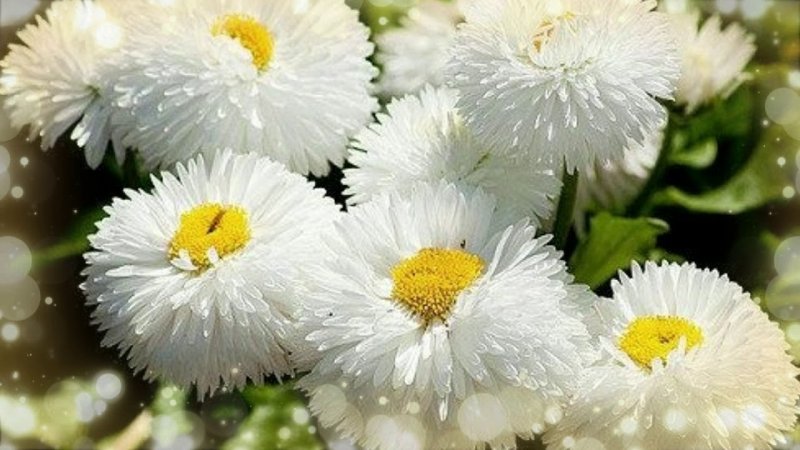 Маргаритка Bellis perennis Дикая