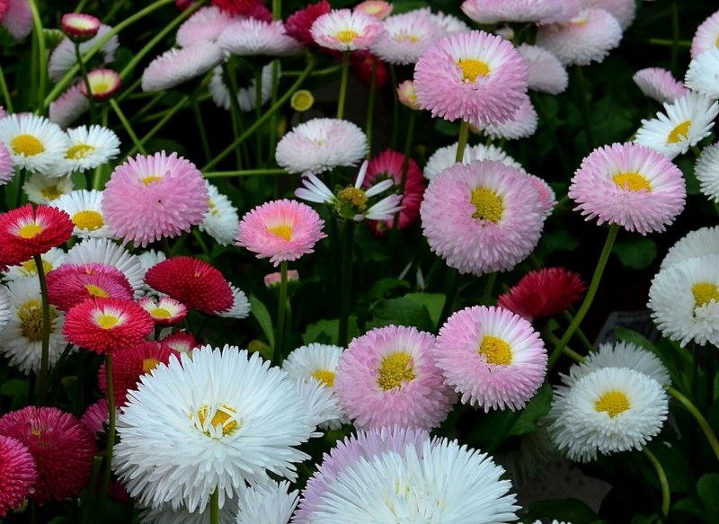 Маргаритка многолетняя Bellis perennis