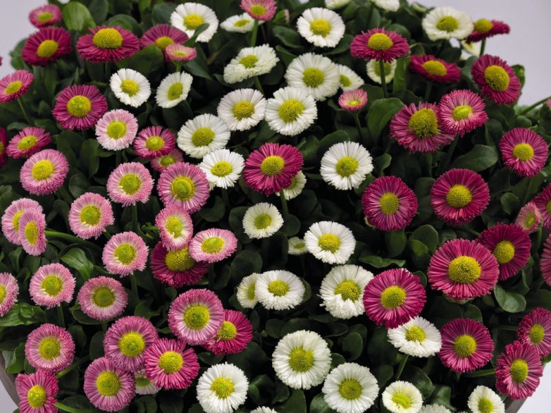 Маргаритка многолетняя Bellis perennis