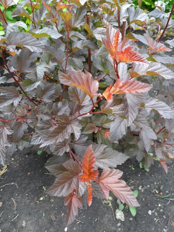 Пузыреплодник калинолистный (Physocarpus opulifolius `Red Baron`)