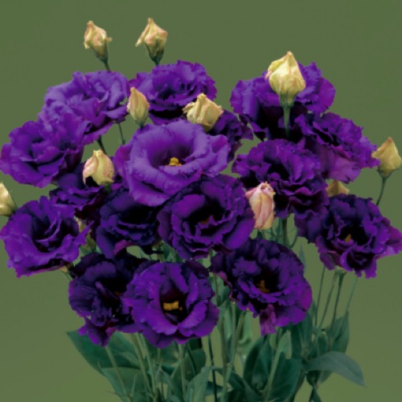 Эустома Corelli Blue