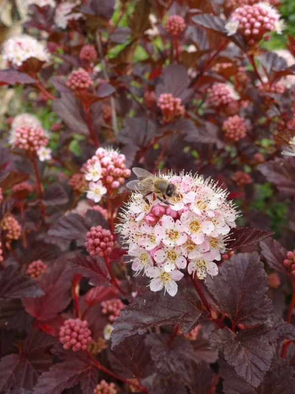Пузыреплодник калинолистный, ”Physocarpus Opolifolius luteus”