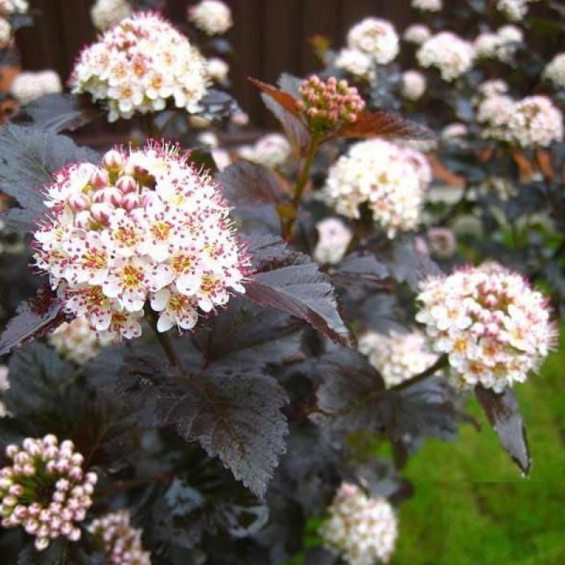Пузыреплодник калинолистный (Physocarpus opulifolius `Red Baron`)