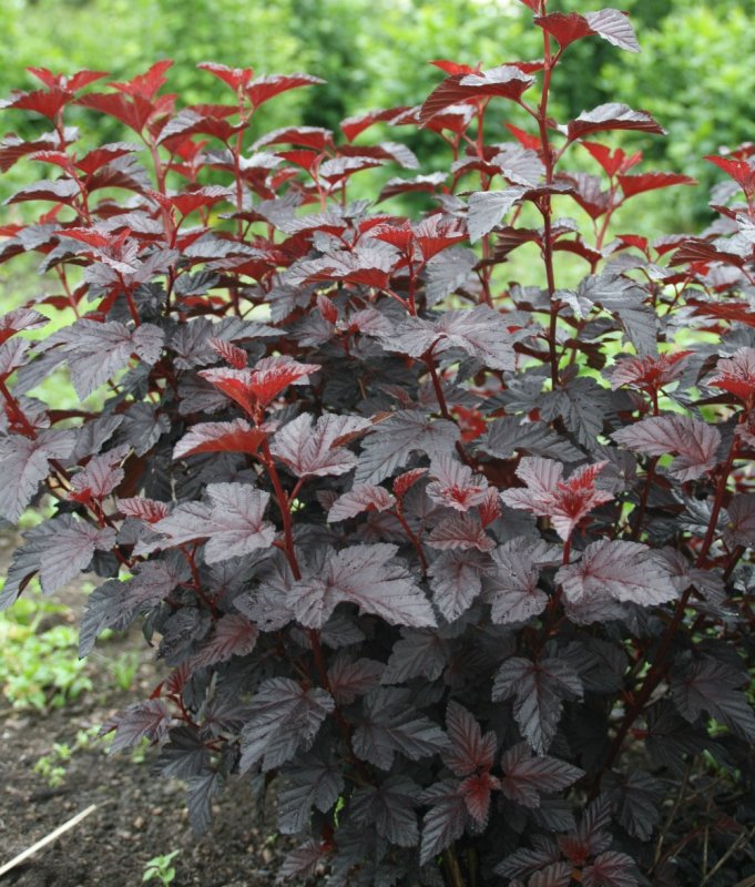 Пузыреплодник калинолистный (Physocarpus opulifolius `Fireside`)