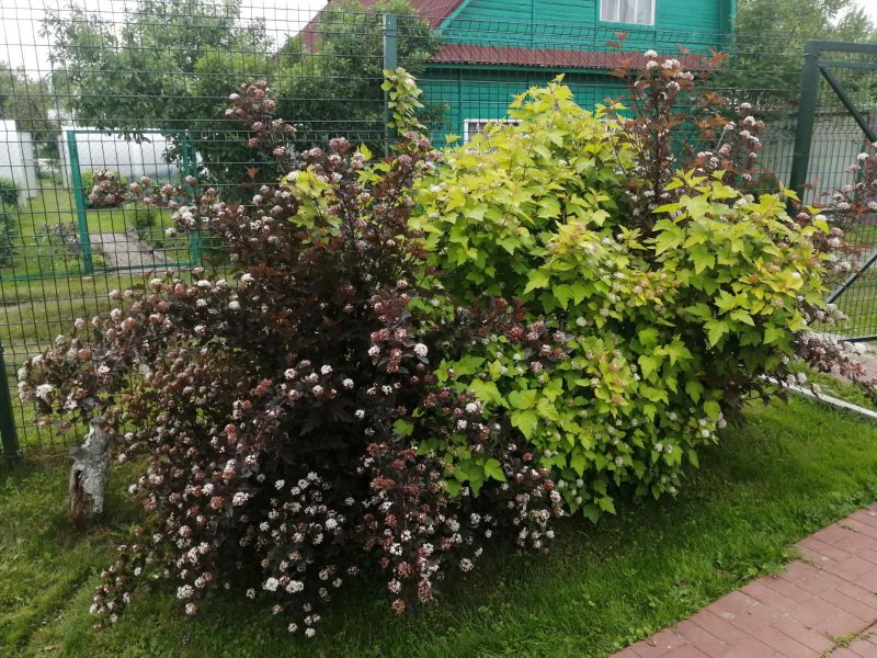 Дерен и пузыреплодник