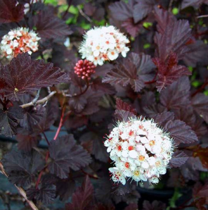 Пузыреплодник калинолистный (Physocarpus opulifolius `Red Baron`)