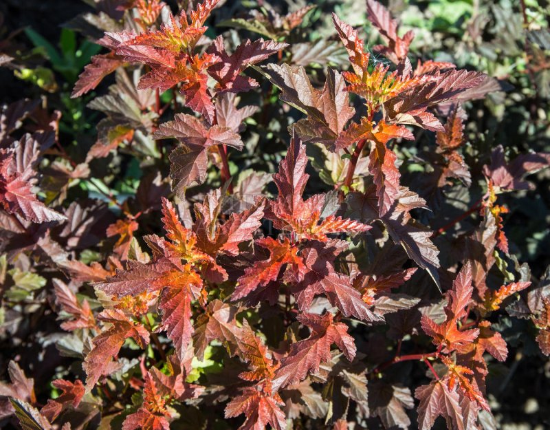 Пузыреплодник калинолистный (Physocarpus opulifolius `Red Baron`)