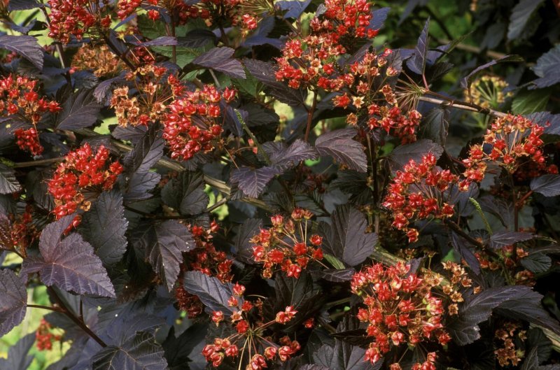 Пузыреплодник калинолистный (Physocarpus opulifolius `Red Baron`) 2-х Летка