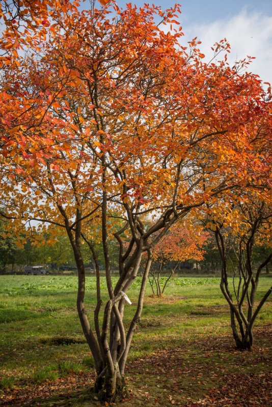 Ирга Ламарка (Amelanchier lamarckii)