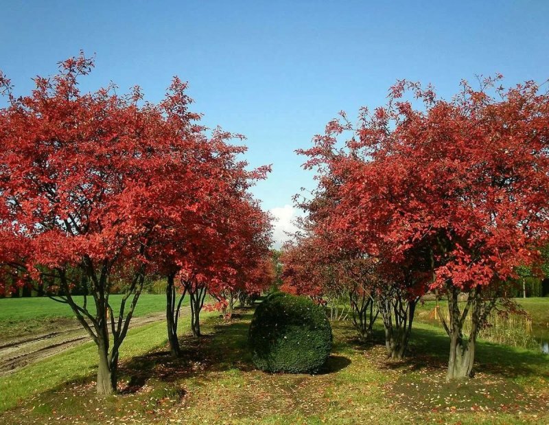Ирга Ламарка (Amelanchier lamarckii)