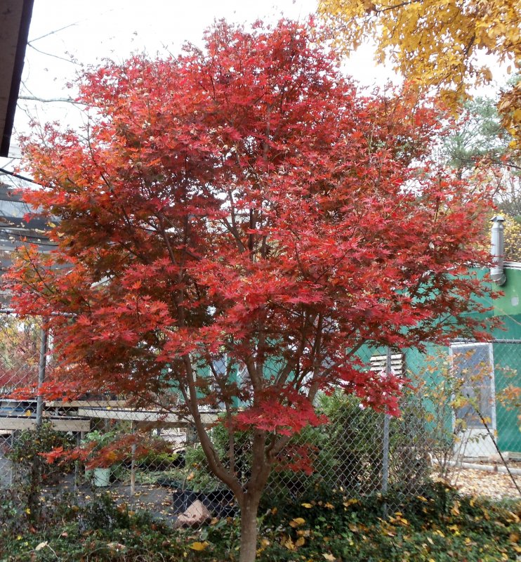 Acer palmatum 'Trompenburg'