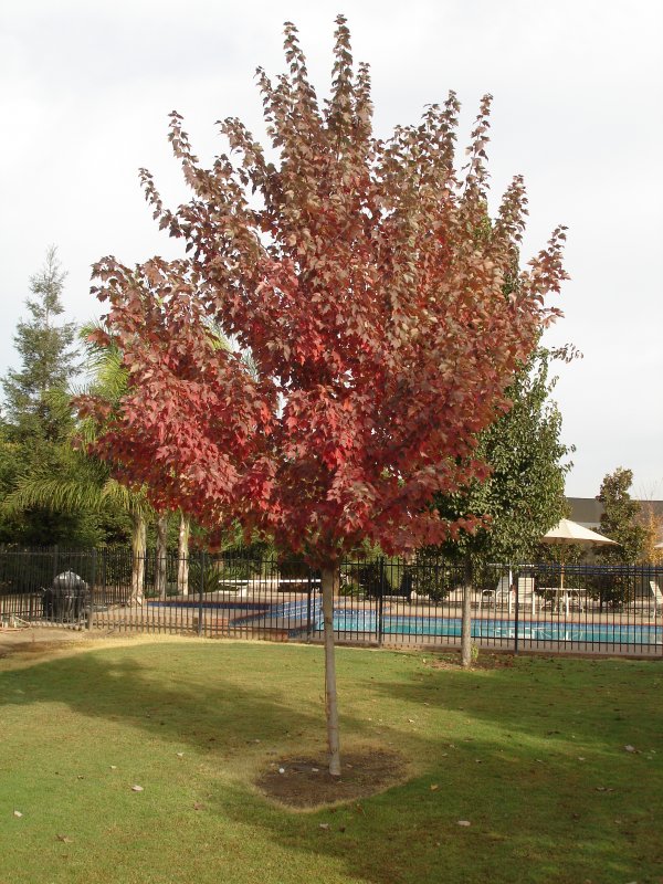 Acer rubrum (клен красный) 'Red Sunset'