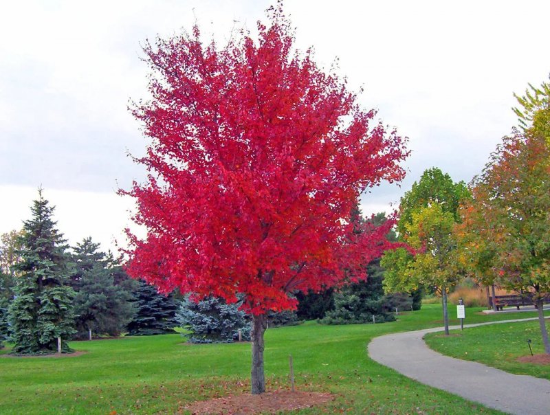 Клен красный Acer rubrum