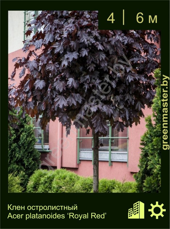 Acer platanoides 'Royal Red'