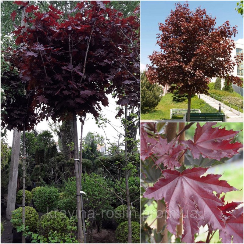 Клен остролистный 'Кримсон сентри’, Acer platanoides 'Crimson Sentry'