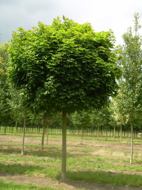 Клен остролистный `Глобозум`, Acer platanoides `globosum`