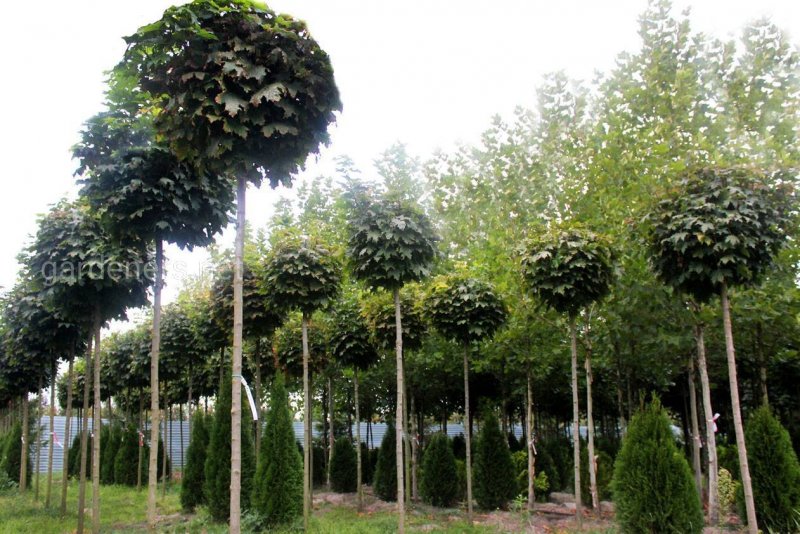 Клен остролистный Acer platanoides globosum