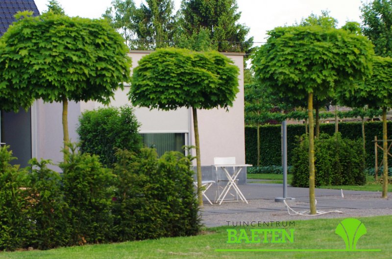Акация шаровидная Robinia pseudoacacia Umbraculifera