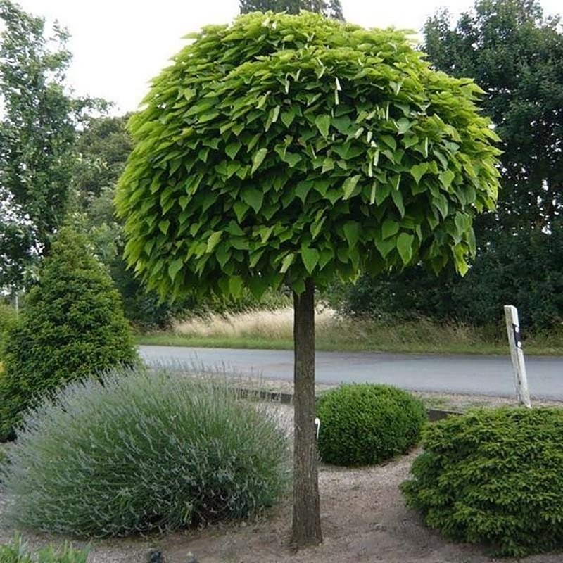 Клен Acer plat globosum