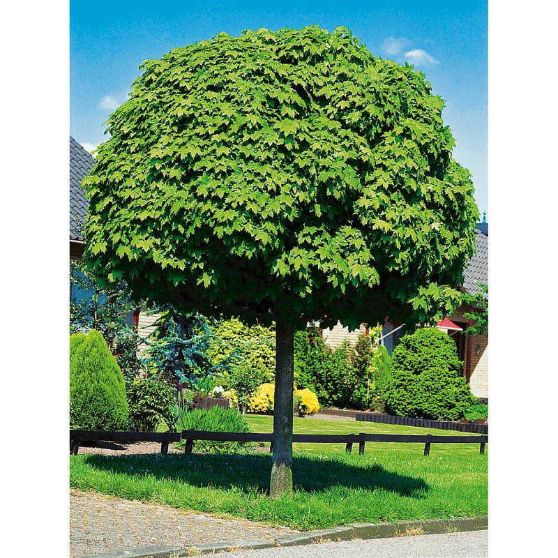 Клен остролистный globosum