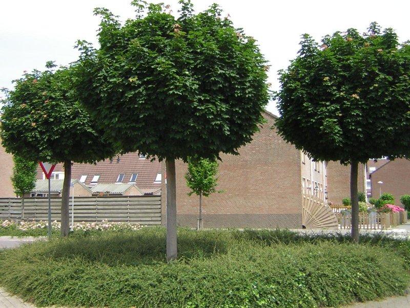 Клен platanoides globosum