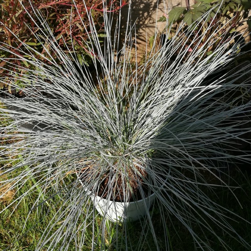Овсяница сизая (Festuca glauca)