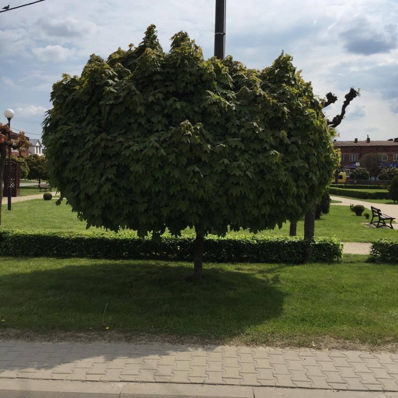Клен остролистный Глобозум