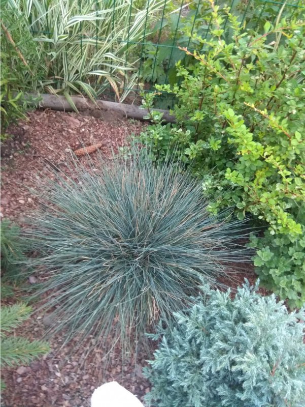 Овсяница сизая Blauglut