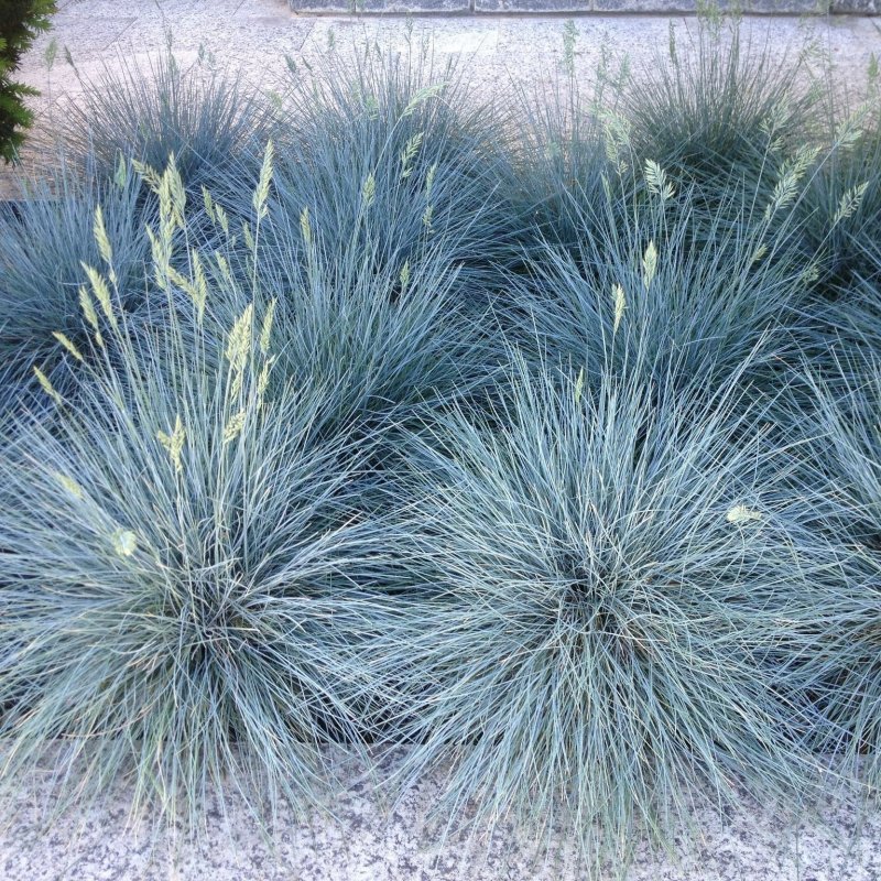 Овсяница сизая (Festuca glauca)