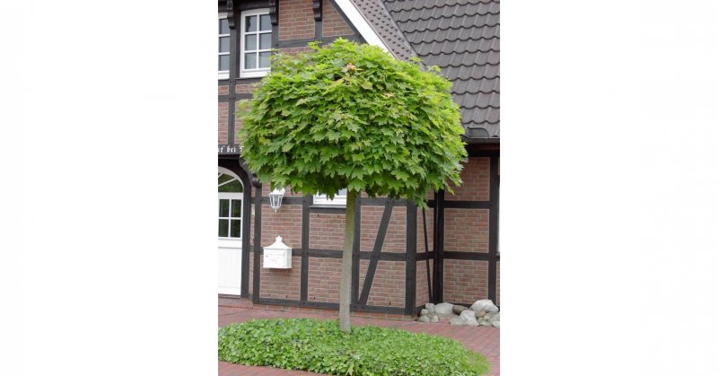 Клен остролистный globosum