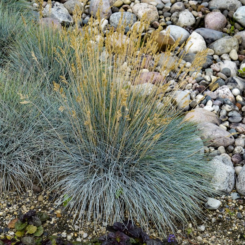 Овсяница сизая Blauglut