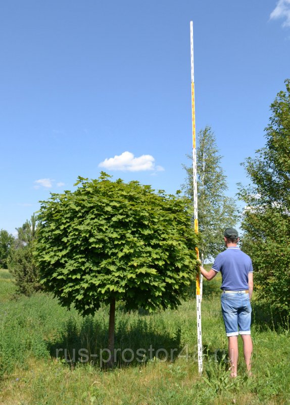 Робиния псевдоакация Umbraculifera