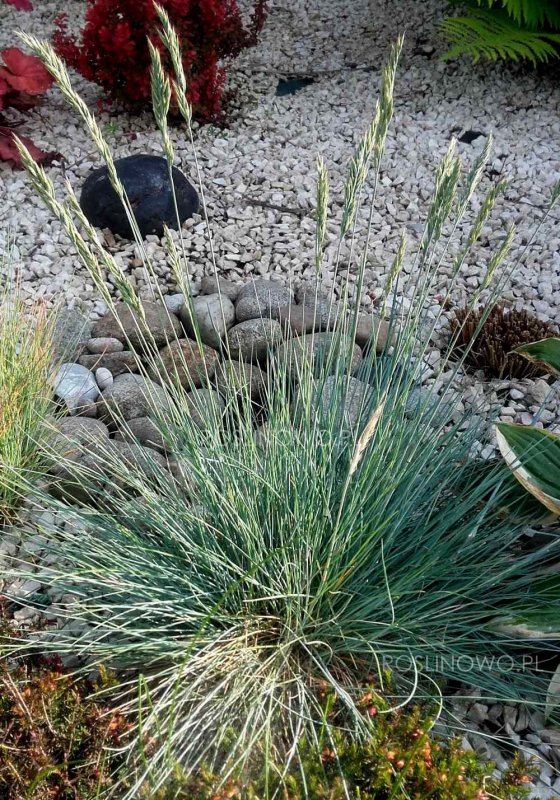 Овсяница сизая (Festuca glauca)