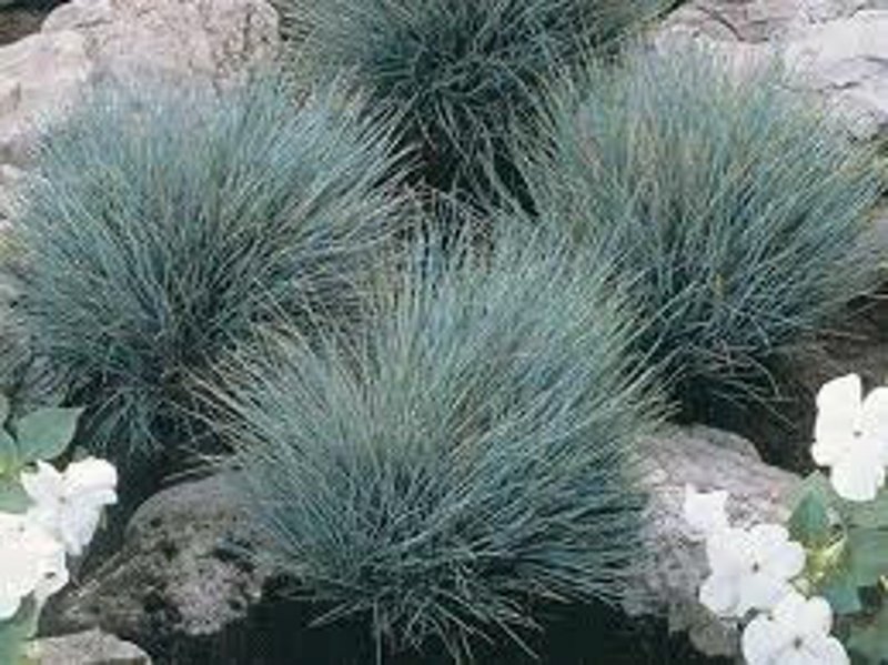 Овсяница сизая (Festuca glauca 'Freddy')