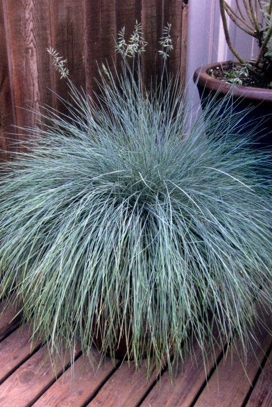Овсяница сизая (Festuca glauca)