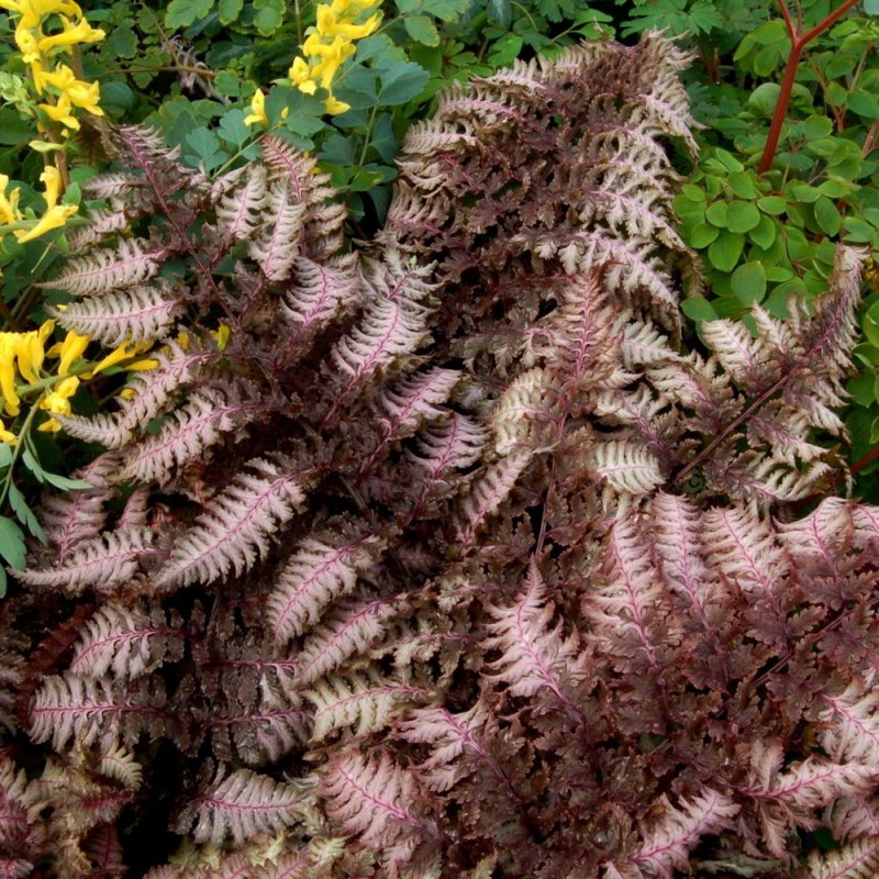 Кочедыжник ниппонский. Бургунди Лейс 'Burgundy Lace