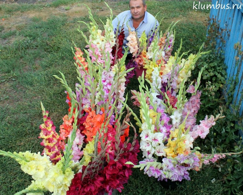 Гладиолус посевной