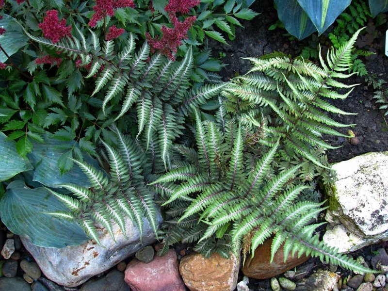 Кочедыжник ниппонский (папоротник) "Metallicum" (Athyrium niponicum)
