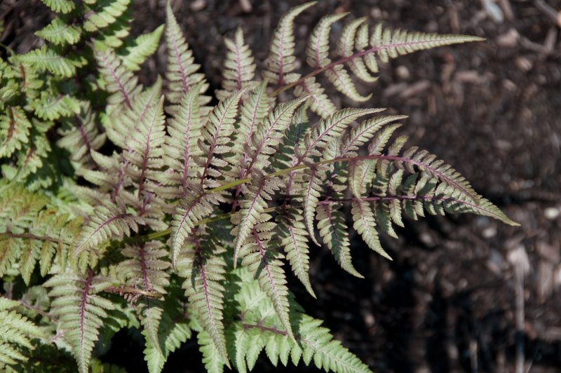 Athyrium nipponicum