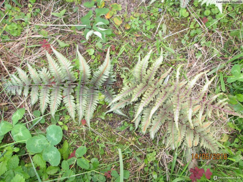 Athyrium niponicum 'Regal Red'