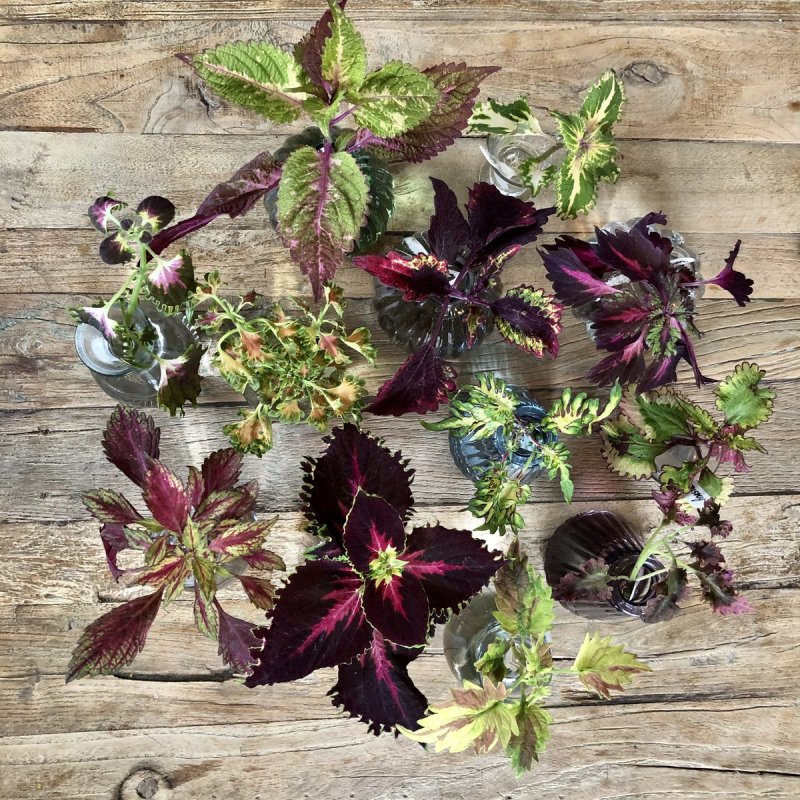 Колеус Coleus Juliet Quartermain