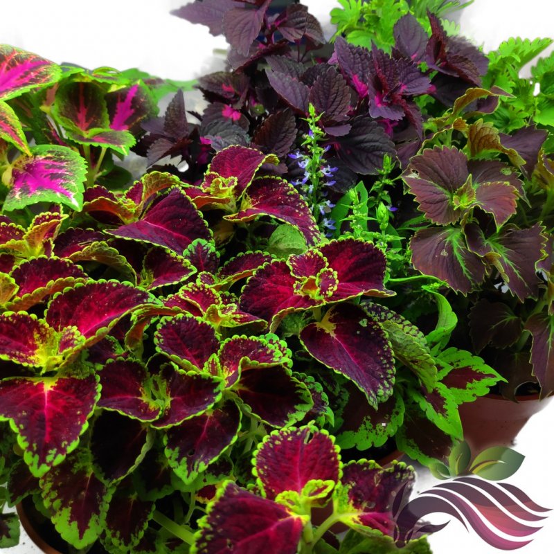 Колеус Coleus Combat