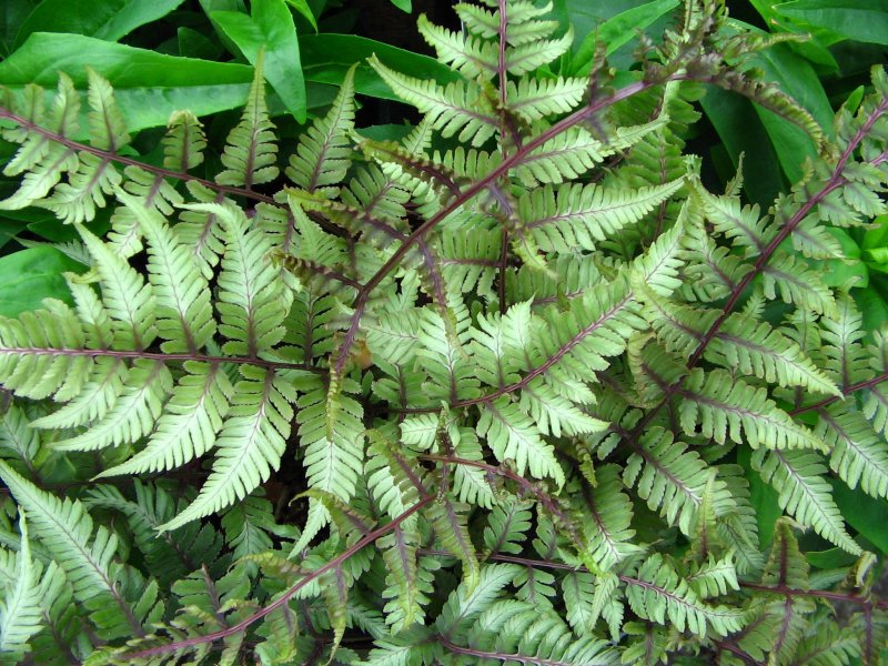Кочедыжник (Athyrium)