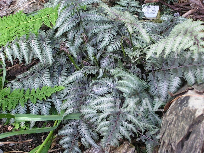 Папоротник Athyrium niponicum Ursulas Red