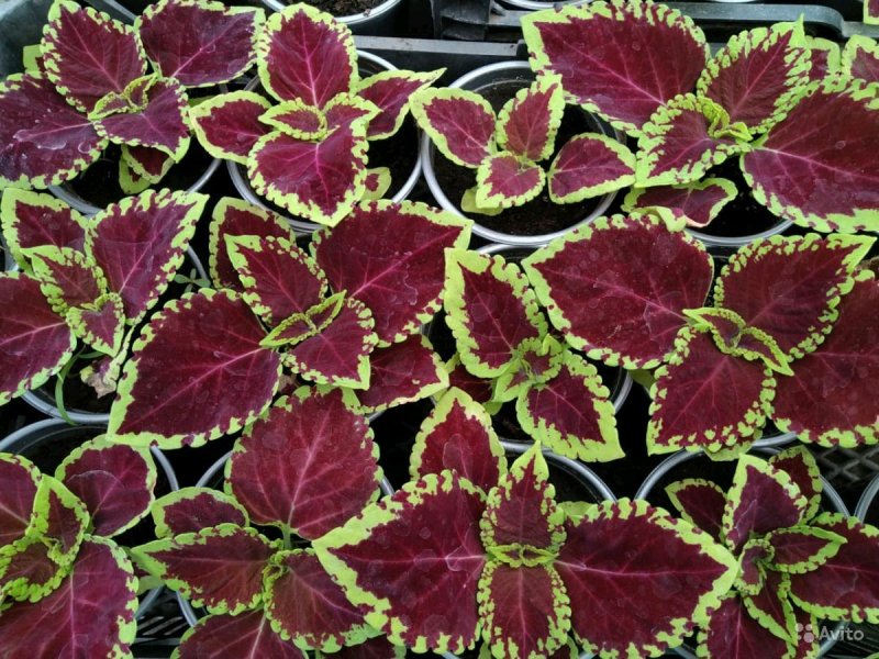 Колеус Ренельта Coleus rehneltianus