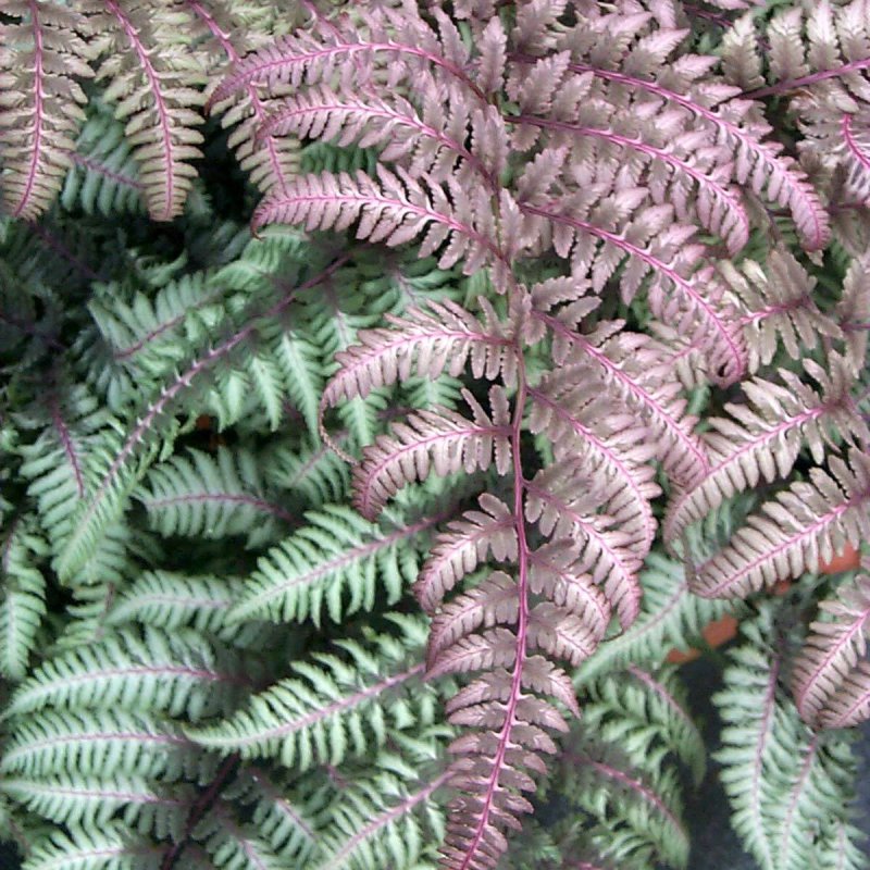 Папоротник Athyrium niponicum pictum