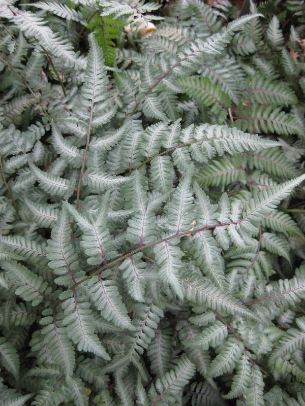 Кочедыжник ниппонский Athyrium niponicum